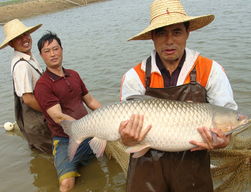 廣東草魚養(yǎng)殖發(fā)展困局與對(duì)策