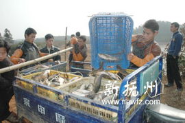 崇仁縣 多措并舉推動(dòng)畜牧漁業(yè)與飼料產(chǎn)業(yè)協(xié)同發(fā)展