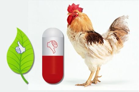 植物提取物飼料添加劑 畜牧行業(yè)21世紀(jì)的熱門(mén)趨勢(shì)